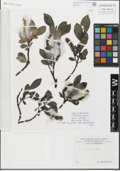 Foto von Salix glabra Scop.